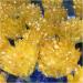 Natural Crystal Rough 300-350g Yellow Electroplated Natural Crystal Cluster Specimen Raw Rock Quartz Flowers Aura Stones Gift Modern House Decor - Buy Online on GoSupps.com