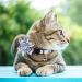 Pet Cat Safety Collar Breakaway Cat Collar with Bells Adjustable Cat Collars with Sunflower Cute and Soft Cat Collars Cat Collar Accessories for Cat and Small Animals Pets Blueflower - Buy Online on GoSupps.com