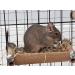 Good Degu Carrot Cubes- Degu treats 2-pack - Buy Online on GoSupps.com