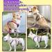 Multi-Purpose Dog Harness for All Sizes - Outbreak-Proof with Leash Set | Ideal for Small Medium & Large Dogs - Yellow (L) - Buy Online on GoSupps.com