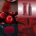 Milton-Lloyd Colour Me Dark Red - Perfume for Men and Women - Amber Oriental Woody Fragrances - Long Lasting Perfume for Women and Men - 1.7 oz Dark Red 1.7 Fl Oz (Pack of 1) - Buy Online on GoSupps.com