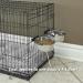 Midwest Homes for Pets Snap'y Fit Stainless Steel Food Bowl - 20oz for Dogs & Cats - Buy Online on GoSupps.com