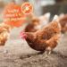 Ida Plus Gurlite Powder for Mite Control - Eco-Friendly Solution for Chickens Quail & Poultry - 250g Pack - More Effective than Pebbles - Buy Online on GoSupps.com