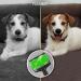 Sticky Roller Pet Hair Remover: Portable Lint Remover Brush Reusable Washable Handheld Sticky Lint Roller for Pet Hairs Clothes Carseats (2 Pack) Large + Small Roller - Buy Online on GoSupps.com