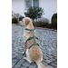 Kerbl 80043 Panic Harness Miami - Escape-Proof Petrol Adjustable 48-70cm | International Shipping Available - Buy Online on GoSupps.com
