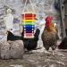EBaokuup 3PCS Chicken Toys: Xylophone, Mirror, Bell & Foraging Shredder Toys - Best for Chicks, Hens, Parrots - Suspensible & Durable - Buy Online on GoSupps.com