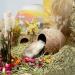 Coconut Hut Hamster House Bed - Small Animal Cage Decor - Buy Online on GoSupps.com