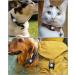 2 Pack Waterproof Airtag Case for Dogs & Cats - OneOnta Airtag Dog Collar Pendant - Black Airtag Holder (2.5cm Width) - Buy Online on GoSupps.com