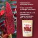 Buy Sumach Gew rz 100g - Authentic Turkish Sumac Spice Pure & Additive-Free Hand-Filled in Germany - Buy Online on GoSupps.com