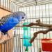 Natural Wild Grape Parrot Perch Stand for Parakeet, Budgies, Lovebirds - Style 1 - Buy Online on GoSupps.com