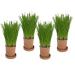 Organic Pet Grass (Grow your own kits) By Cat FurNature