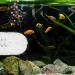 Turtle Brush with Suction Cup Turtle Shell Cleaning Brush Mini Sea Turtle Shell Removal Mud Care Brush Pet Turtle Supplies with Small Pet Toothbrush - Buy Online on GoSupps.com