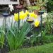 Lineshading 4 Pcs Bee Watering Station Butterfly Bee Water Catcher Cups Small Insects Bee Feeders for Outside Feeding and Watering Bees Colorful Metal Garden Stakes Garden Sculpture Decor 4 Colors - Buy Online on GoSupps.com