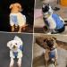Namsan Dog Sweater for Small Dogs | Warm Fleece Winter Sweater with Pick-Up Design | Cozy Blue Puppy Apparel - International Shipping Available - Buy Online on GoSupps.com
