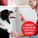 Milk-Bone Stacked Molasses & Peanut Butter Dog Treats 30 oz (Pack of 2) - Buy Online on GoSupps.com