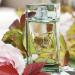 Lolita Lempicka Green Lover Eau De Toilette Spray for Men - Fresh Masculine Scent w/Notes of Gin Juniper & Peppermint - Ideal for Daily Wear and Special Events 1.7 Fl Oz (Pack of 1) - Buy Online on GoSupps.com