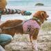 Hurtta Cooling Wrap Vest for Dogs - Summer Cooling Jacket in Carnation Pink (45-55cm) | Perfect for Hot Weather - Buy Online on GoSupps.com