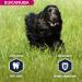 Eukanuba Dog Dry Food Cocker Spaniel Chicken 7.5kg - Buy Online on GoSupps.com