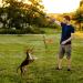 Zttark Dog Flirt Pole Interactive Toy for Chase and Exercise - Durable Teaser Wand for Small, Medium, Large Dogs - Buy Online on GoSupps.com
