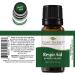 Plant Therapy Respir Aid Essential Oil Blend 10 mL - Sinus & Congestion Clearing Synergy Blend - 100% Pure & Natural Aromatherapy - Therapeutic Grade - 0.34 Fl Oz - Buy Online on GoSupps.com