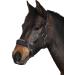 Buy HorseGuard Black Control Halter with Chain - Extra Full Stallion Size for Warmbloods | International Shipping Available - Buy Online on GoSupps.com