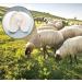 ProLeo Sheep's Wool Balls Reusable Natural Fabric Softener 6 Pieces for Laundry Dryer Leaves Trockner Bl tter - Buy Online on GoSupps.com