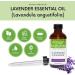 Lavender Essential Oil 4oz /120ml - 100% Pure & Natural by Amson Naturals - Buy Online on GoSupps.com
