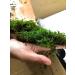 prefleur Preserved Sheet Moss Natural Green DIY Kit - 2 sq.ft. | Green-b - Buy Online on GoSupps.com