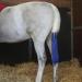 Cottage Craft Blue Tail Bag for Horses (One Size) - Buy Online on GoSupps.com