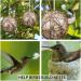 Buy Sloane Nesting Material for Birds - Ideal Hanging Nesting Set for Optimal Bird Nesting - Buy Online on GoSupps.com
