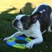 Nerf Dog Toss and Tug Ring Dog Toy Flying Disc Lightweight Durable and Water Resistant 9 Inch Diameter For Medium/Large Breeds Two Pack Green and Orange - Buy Online on GoSupps.com
