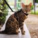 VKPETFR Cat Harness and Leash Set Escape Proof for Walking Adjustable Cute Kitten Harness Leash with Airtag Holder for Small Large Cats Lightweight Soft Walking Travel Harness (Black) - Buy Online on GoSupps.com