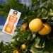  Bolero Bolero Drinks 24 x 9g | Yellow Grapefruit | Refreshing sugar-free powder sweetened with stevia | Yellow grapefruit for diabetics | A healthier drink for family and friends - Buy Online on GoSupps.com