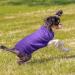 8-Piece Breathable Dog T-Shirt Set for Dogs and Cats - Summer Puppy Clothes Outfit (L) - Buy Online on GoSupps.com