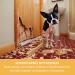 Sensipharm Bitter Spray 100ml - Alcohol-Free Anti-Chew Spray for Dogs & Cats | Stop Furniture Chewing & Licking Effective Defense for Pets - Buy Online on GoSupps.com