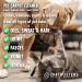 Dirtbusters Pet Carpet Cleaner Blackberry and Fig and Geranium and Chamomile 2x5 Litre Professional Carpet and Upholstery extraction shampoo solution cleaner with reactivating odour treatment. - Buy Online on GoSupps.com
