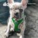 Ddoxx Reflecting Airmesh Step-in Dog Harness - Adjustable Small Size (Green) for All Breeds - Neck 20-28 cm Breast 32-44 cm - Buy Online on GoSupps.com
