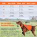 High Visibility Reflective Dog Vest - Adjustable Safety Vest for Outdoor Activities - Size S Orange | Keep Your Dog Safe Day & Night - Buy Online on GoSupps.com