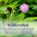 BioPure Mimosa Pudica Powder - 4oz | Organic Wildcrafted Formula for Gut Health & Microbiome Balance - Buy Online on GoSupps.com