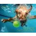 Hunde unter Wasser 2024