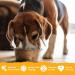 Benevo Complete Wet Vegan Dog Food (359g) Hypoallergenic Wheat Free & Non GM For Large & Small Breeds With Essential Fatty Acids Taurine & L-carnitine Approved By PETA & Vegan Society UK 395 g (Pack of 1) - Buy Online on GoSupps.com