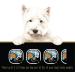 Cesar Home Delights Wet Dog Food - Pack of 24, Chicken & Vegetables - Buy Online on GoSupps.com