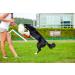 Dingo Dog Toy - Natural Fur Bungee Handle for Agility & Training | Motivational Apport Game - Pink Grip 15580 - Buy Online on GoSupps.com