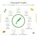 Premium Chlorophyll Drops 50 ml - Alfalfa Extract Vegan 300 mg Daily Dose Laboratory Tested Liquid Chlorophyll for Enhanced Wellness - Shop Now! - Buy Online on GoSupps.com