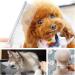 KABUDA 3 Pack Chrome Steel Pet Combs for Dogs, Cats, and Pets with Different Hair Lengths - 3 Sizes Included - Buy Online on GoSupps.com