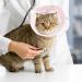 2 Pcs Cat Recovery Collar Soft Adjustable Dog Cat Elizabethan Collars Cones Pet Cone Collar Prevent from Licking Wounds After Surgery Comfortable Lightweight Collar for Pet Kitten and Puppy - Buy Online on GoSupps.com