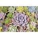Altman Plants 20 Pack Assorted Live Succulent Plants in Cacti and Succulent Soil Mix - Buy Online on GoSupps.com