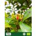 Biojoy Organic clove (250 g) dried and whole clove spice (Syzygium aromaticum) - Buy Online on GoSupps.com