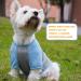 KYEESE 2 Pack Dog Shirts | Quick Dry Raglan Sleeve | Soft & Stretchy | Lightweight Dog Clothes | Reflective Label | 21 Chest | Small to Medium Dogs | Blue & Grey | 2 Pack - Buy Online on GoSupps.com
