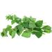 Oregano - Oregano Seeds - Reduced Oregano Seeds - Premium Quality from Greece - 450g Polyethylene Bucket - Buy Online on GoSupps.com